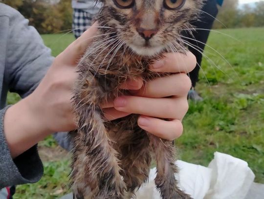 Nastolatek wrzucił małego kota do studzienki kanalizacyjnej, a potem rzucał w niego cegłami