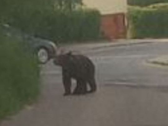Niedźwiedź na ulicach Nowego Sącza. Władze miasta apelują o ostrożność i niezbliżanie się do zwierzęcia