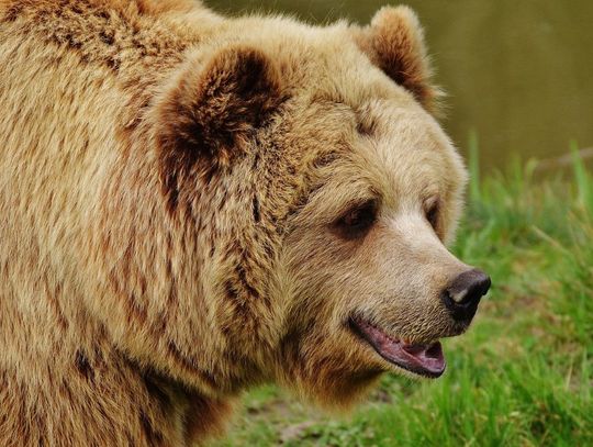 Niedźwiedź zaatakował człowieka. Ciężko ranny 27-latek trafił do szpitala