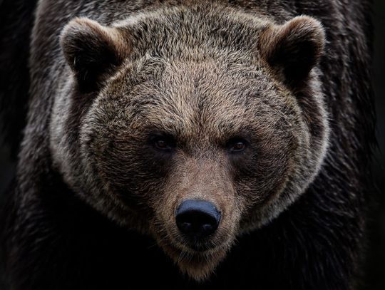 Niedźwiedź zaatakował kobietę w Bieszczadach. Poszkodowana trafiła do szpitala