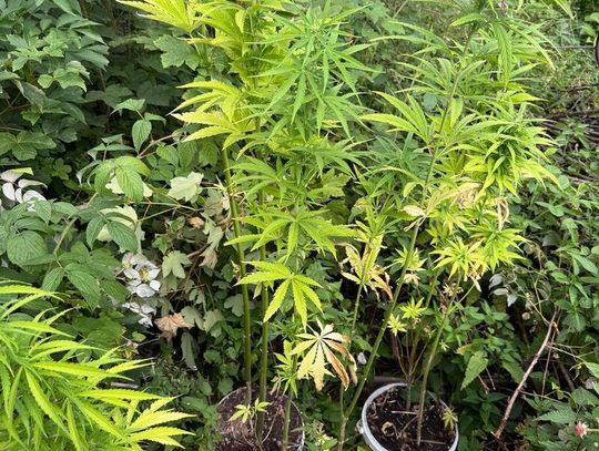 Nielegalna plantacja konopi zlikwidowana. 40-latek usłyszał zarzuty