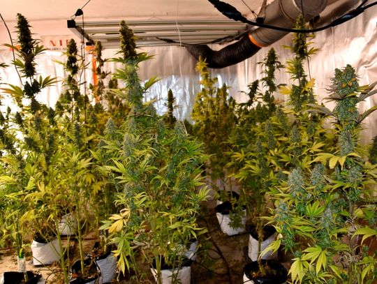 Nielegalna plantacja w piwnicy domu. Zabezpieczono marihuanę wartą setki tysięcy złotych Nielegalna plantacja w piwnicy domu. Zabezpieczono marihuanę wartą setki tysięcy złotych
