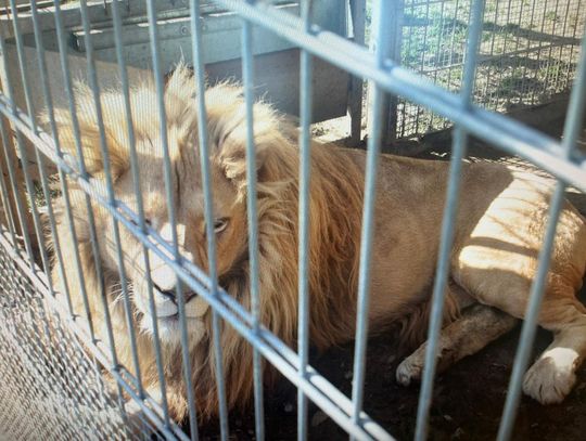 Nielegalnie posiadał lwy afrykańskie i tygrysa bengalskiego. Odpowie za znęcanie się nad zwierzętami