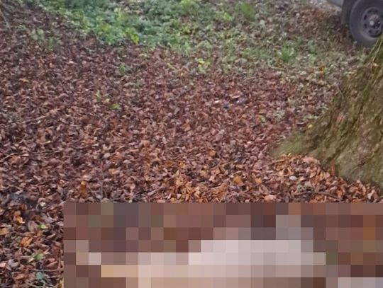 Niósł na plecach martwą sarnę. Świadek wezwał policję, mężczyzna odpowie za kradzież