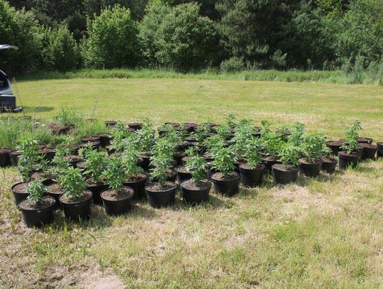 Ojciec i syn prowadzili dwie plantacje konopi. Wpadli, bo 70-latek naćpał się i pobił żonę