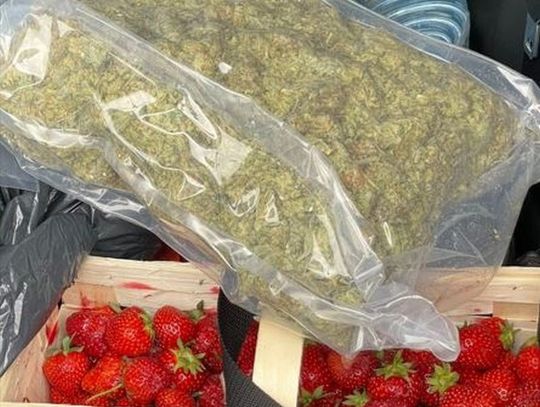 Ojciec i syn wieźli samochodem truskawki, a obok nich 3 kilo marihuany