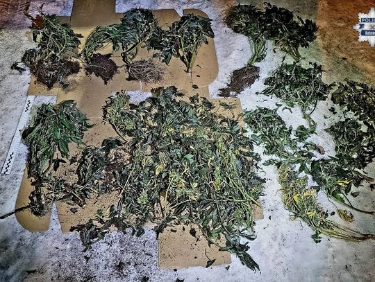 Osiedlowy garaż skrywał tajemnicę. Policjanci znaleźli w nim plantację marihuany. Zatrzymano dwóch mężczyzn