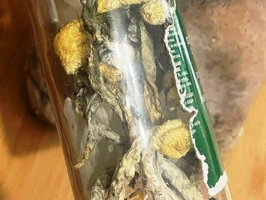 Para 18-latków miała narkotykowe hobby. Uprawiali konopie, mieli susz i grzyby Para 18-latków miała narkotykowe hobby. Uprawiali konopie, mieli susz i grzyby