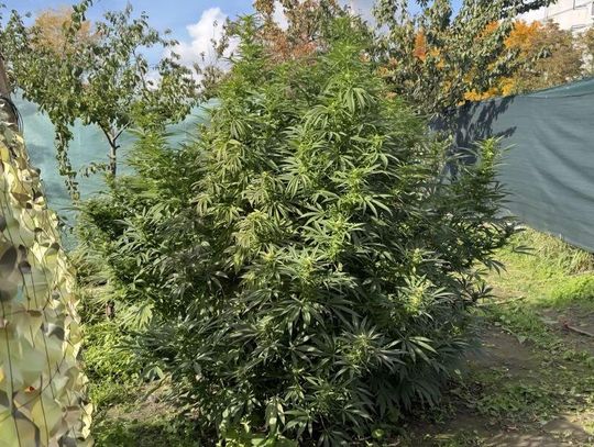 Para aresztowana za uprawę konopi na działce. W ich mieszkaniu znaleziono 3,5 kilograma marihuany