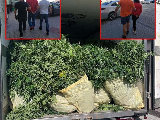 Pielęgnowali plantację konopi ukrytą w lesie. Policjanci zatrzymali ich na gorącym uczynku