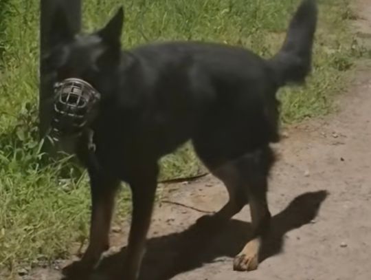 Pies przywiązany do drzewa bez wody i cienia. Właściciel został ukarany