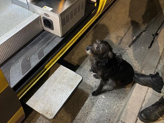 Pies sprowadził pomoc do zaginionego seniora. Mężczyzna potrzebował pilnej pomocy