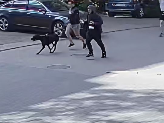 Pies zaatakował rowerzystkę. Właściciel uciekł, bo był poszukiwany listem gończym