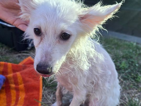 Pies zamknięty w rozgrzanym aucie przy parku wodnym. Właściciel zostawił go na kilka godzin