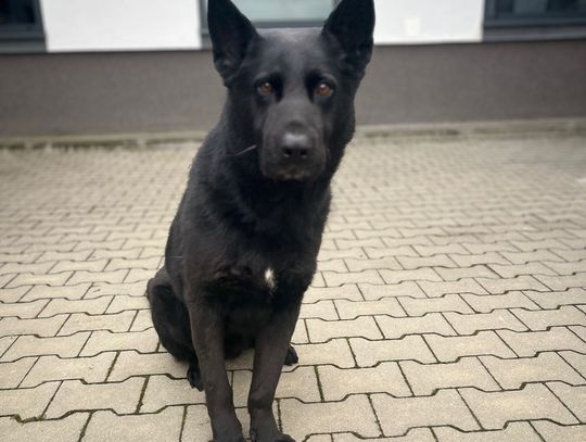 Pijany kierowca wjechał w bmw, porzucił auto i uciekł. Owczarek Nabat doprowadził policjantów do miejsca, w którym się ukrył