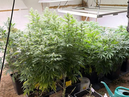 Plantacja, handel i nielegalna broń. Narkotykowy biznesmen w rękach policji