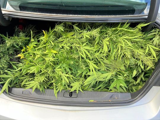 Plantacja konopi indyjskich na obrzeżach miasta. Część plonów już się suszyła. Policja szuka właściciela