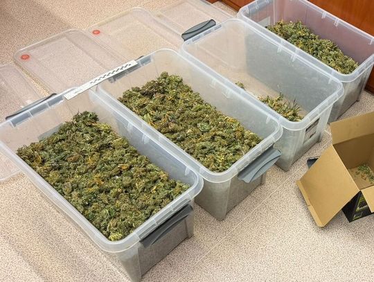 Plantacja konopi na osiedlu domków jednorodzinnych. Trzy osoby zatrzymane, przejęto 6 kg marihuany