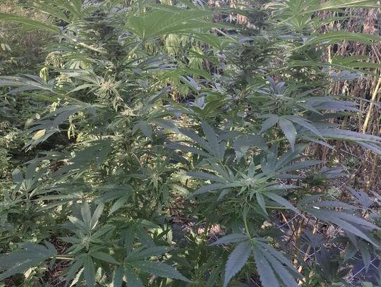 Plantacja konopi odkryta przez kryminalnych. Dwóm mężczyznom grozi 8 lat więzienia