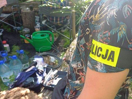 Plantacja konopi w trudno dostępnym lesie. Podejrzani wpadli podczas policyjnej akcji