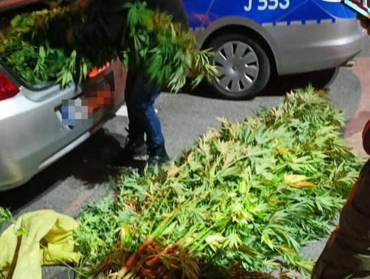 Plantator nie doczekał żniw. Jego zioło wycięli policjanci, grozi mu do 8 lat więzienia