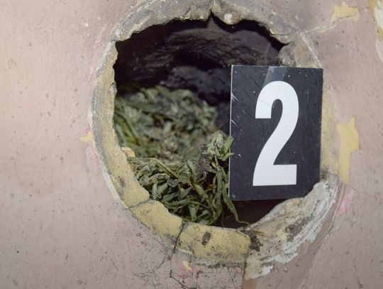 Plantator próbował ukryć marihuanę w przewodzie kominowym