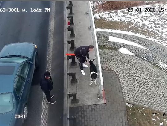 Po autostradzie chodziły cielaki. Zareagowali kierowcy, a potem służby Po autostradzie chodziły cielaki. Zareagowali kierowcy, a potem służby