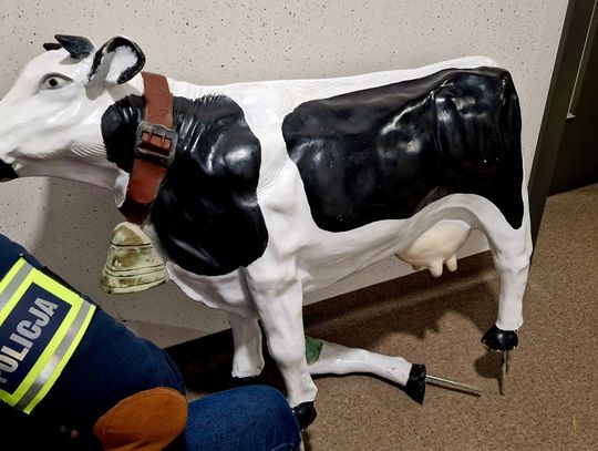 Po pijaku ukradł wielką plastikową krowę. "Chciałem, żeby było zabawnie"