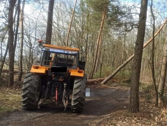 Podczas wycinki drzewo przygniotło 42-letniego mężczyznę. Życia poszkodowanego nie udało się uratować