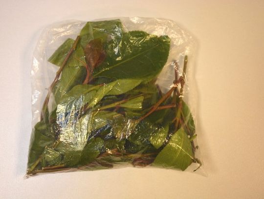 Podejrzane liście w bagażu Izraelczyka. Ich żucie daje efekt podobny do działania amfetaminy