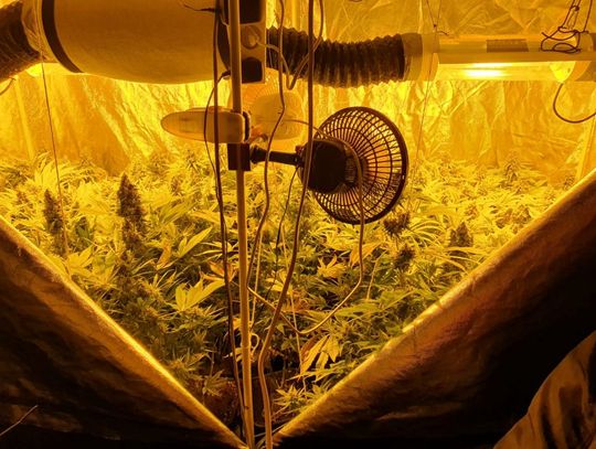 Podejrzewali, że w domu uprawia zioło. Znaleźli rośliny i 3,5 kg marihuany
