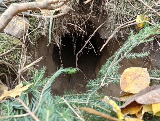 Podkop pod polsko-białoruską granicą. Miejsce zabezpieczają strażnicy graniczni