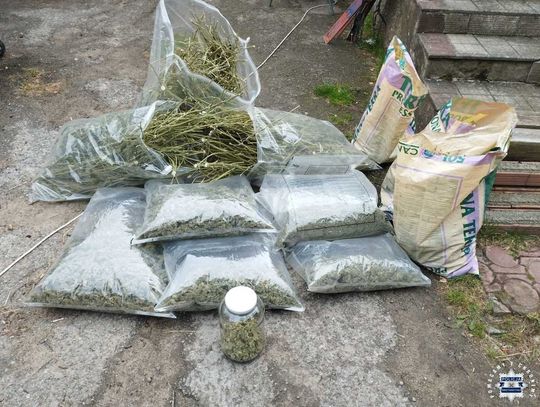 Podwójna wpadka 40-latka. Uprawiał konopie, policjanci nakryli go, gdy przyjechał pijany autem
