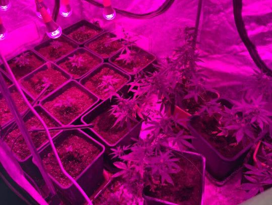 Pokoje w domu zamienił w plantację konopi. Policjanci się dowiedzieli i złożyli mu niezapowiedzianą wizytę
