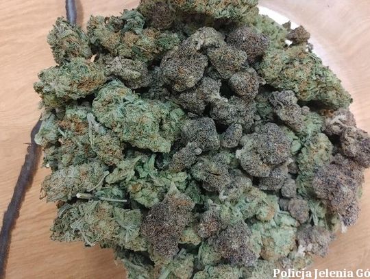 Pół tysiąca porcji marihuany w mieszkaniu. 41-latka z Jeleniej Góry w rękach policji