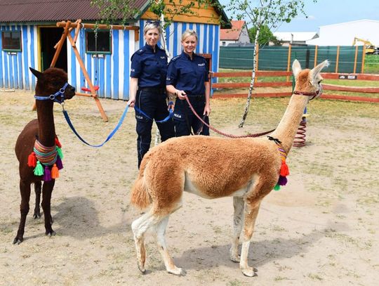 Policja ma nowy oręż w walce z dilerami: szkolone alpaki pomogą w wyszukiwaniu narkotyków