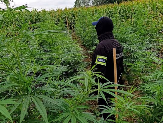 Policja odkryła wielką plantację konopi indyjskich. Na działkach rosło ponad 300 krzewów