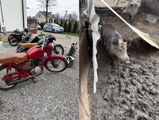 Policja rozbiła gang włamywaczy. Kradli, co się tylko dało. Mieli nawet dziki w zagrodzie