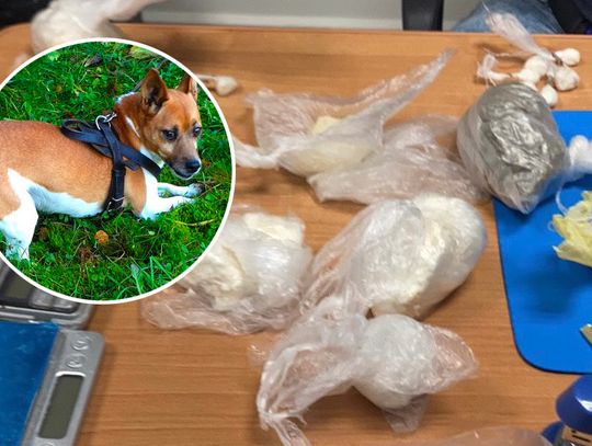 Policja wpuściła psa do mieszkania dilera. Narkotyki były schowane nawet w lodówce