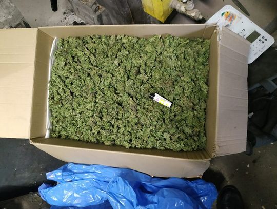Policjanci dostali informacje o narkotykach w domu. 63-latek miał 2 kilo zioła w pudle kartonowym