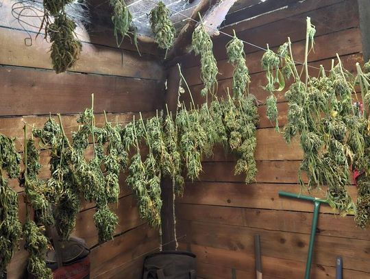 Policjanci nie dali się nabrać na 7 gramów. W altanie plantatora znaleźli prawie 6 kg marihuany