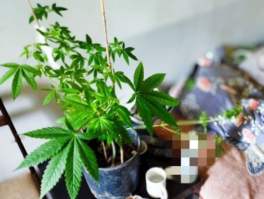 Policjanci podczas interwencji w mieszkaniu zauważyli dziwny kwiatek. Teraz przemocowiec odpowie też za narkotyki