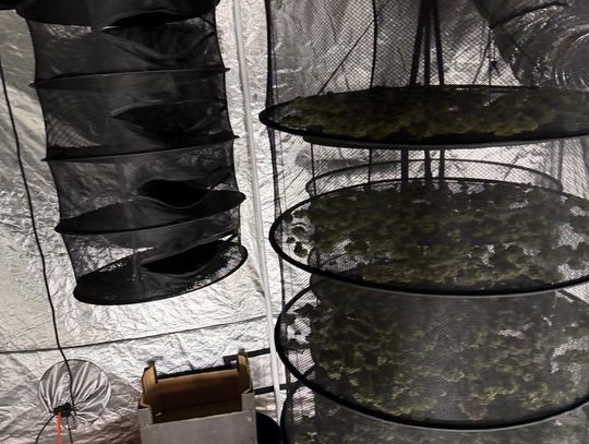 Policjanci pojechali do pożaru komina. Podczas działań odkryli nielegalną plantację konopi