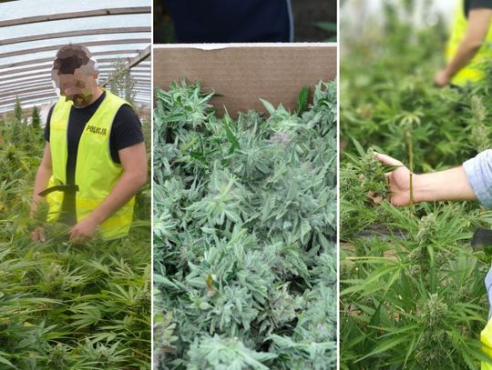 Policjanci przejęli ponad 100 kg marihuany o wartości 7 milionów złotych. WIDEO, ZDJĘCIA