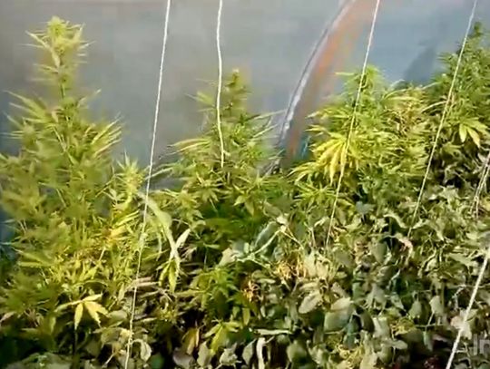 Policjanci przyjechali do awantury, znaleźli narkotyki i domową plantację konopi
