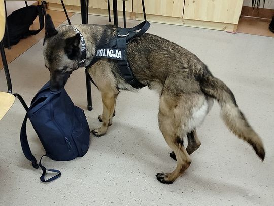 Policjanci przyszli na pogadankę do szkoły, pies wywąchał zioło w plecakach dwóch uczniów