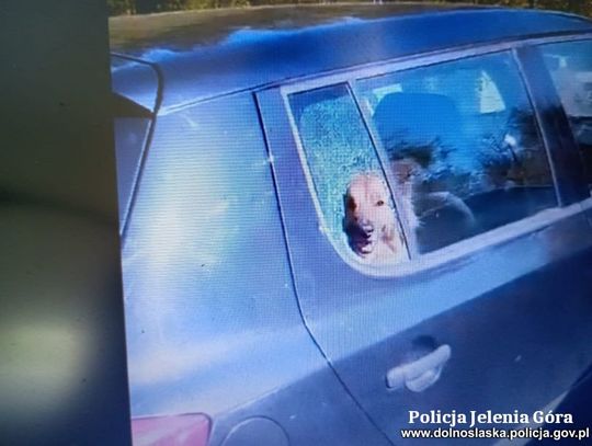 Policjanci rozbili szybę i uwolnili psa z nagrzanego auta. Właścicielka skończyła z pouczeniem