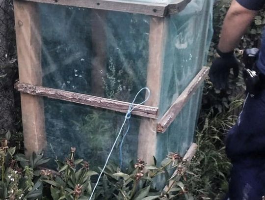 Policjanci szukali wałęsających się psów, trafili na uprawę zioła. Zatrzymany 26-latek