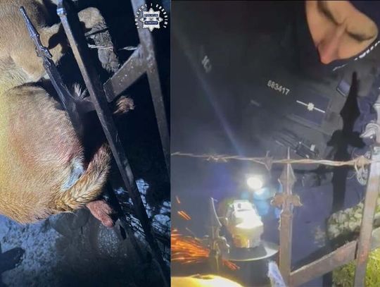 Policjanci uratowali psa, który nabił się na ogrodzenie. Musieli użyć szlifierki