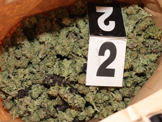 Policjanci weszli do domu dilerów. W środku prawie 2 kg marihuany i ponad 400 grzybów halucynogennych